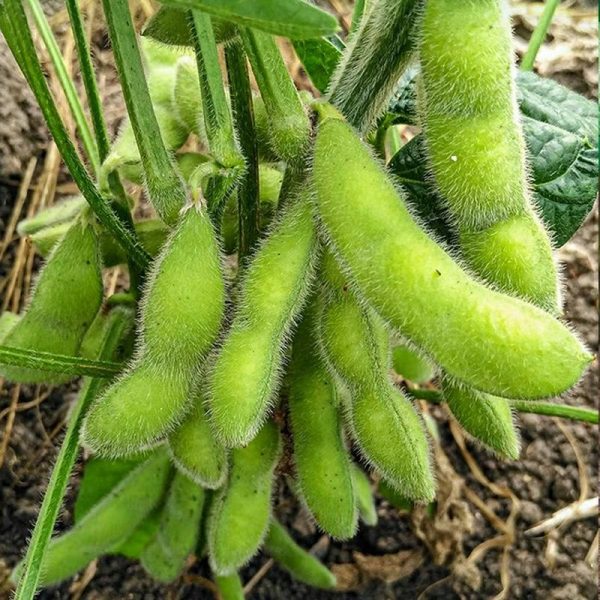 Grønnsaksfrø |   Tidlig Modning Av Soyabønner: En Omfattende Guide Til Gule Soyabønnesorter, Høyavkastende Grønne Soyabønner, Store Soyabønner Og Sesongbaserte Sommergrønnsaksfrø. Grønnsaksfrø Grønnsaksfrø