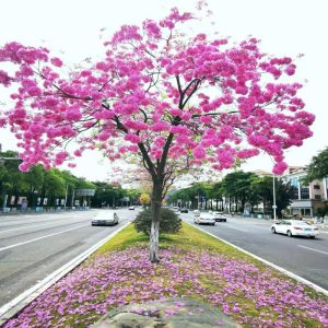 Planteplanter |   Kaldhardy Brasilia Gullblomst Tre, Hage Landskapspleie, Magenta Lilla Blomster, Villa Campus Gateplanting, Grøntanlegg. Planteplanter Planteplanter