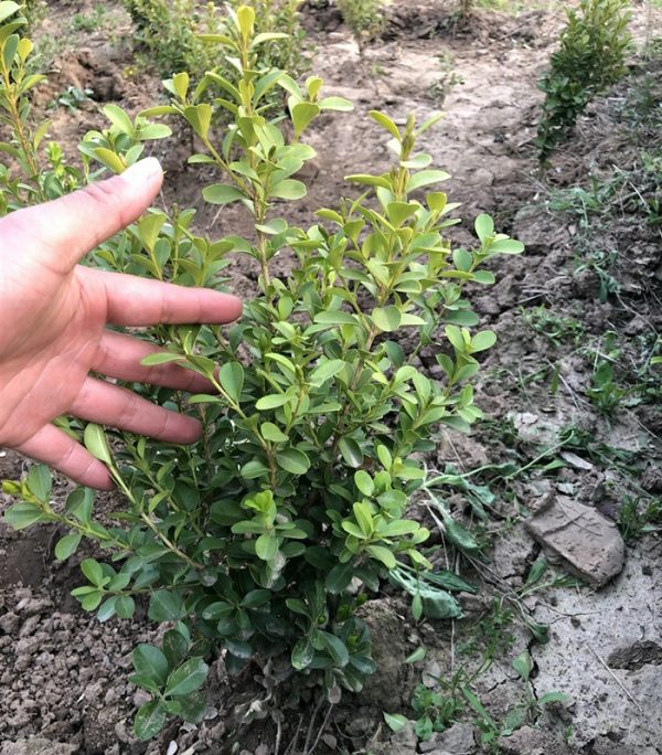 Planteplanter |   Liten Bladhornbarkplante, Gresskarhornbarkplante, Hornbarkplante, Landskapsgrønt Prosjekt, Hagehekkplante, Eviggrønn Plante. Planteplanter Planteplanter