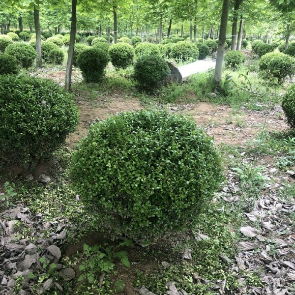 Planteplanter |   Liten Bladhornbarkplante, Gresskarhornbarkplante, Hornbarkplante, Landskapsgrønt Prosjekt, Hagehekkplante, Eviggrønn Plante. Planteplanter Planteplanter